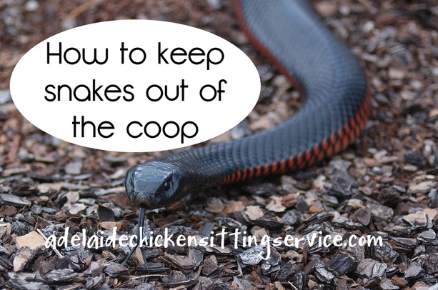 How to keep snakes out of the coop