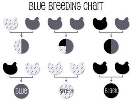 Chicken Breed Chart Photos