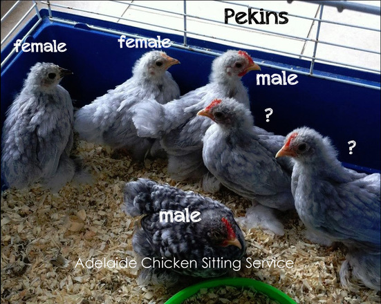 Chicken Age Chart